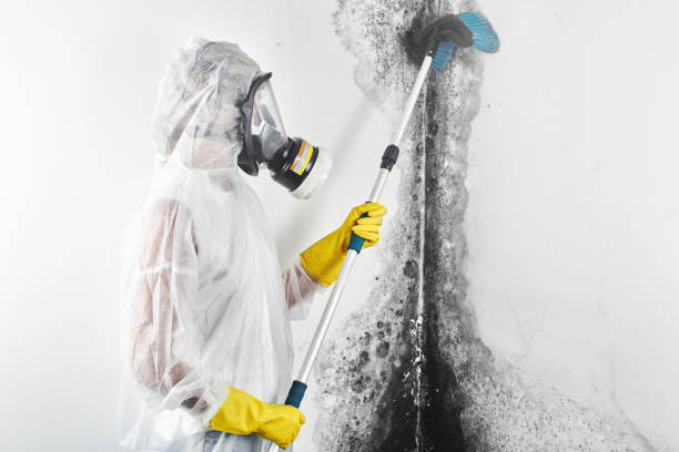 Best Dehumidification Services  in Alcoa, TN