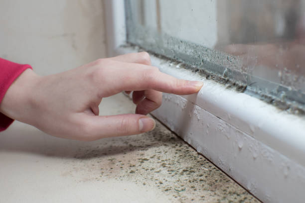 Best Industrial Mold Remediation  in Alcoa, TN